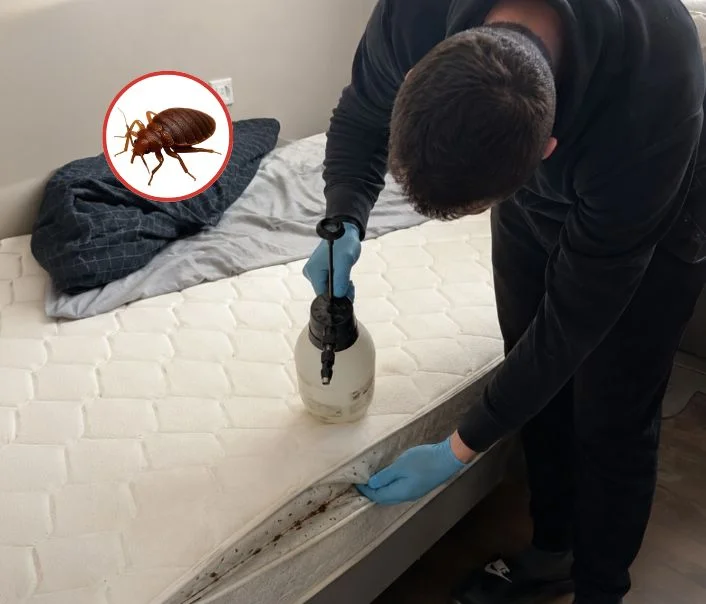 Technicien traitant un matelas contre les punaises de lit à Chevreuse